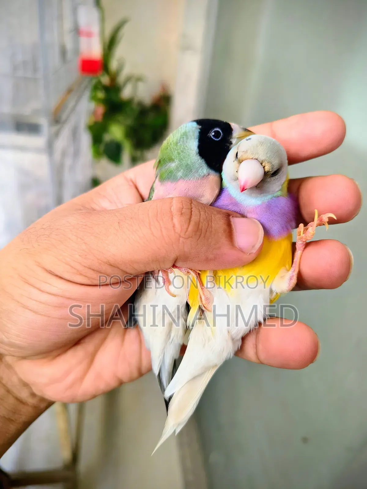 Gouldian Finch