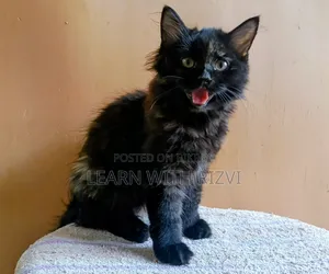 3-6 Months Female Purebred Persian