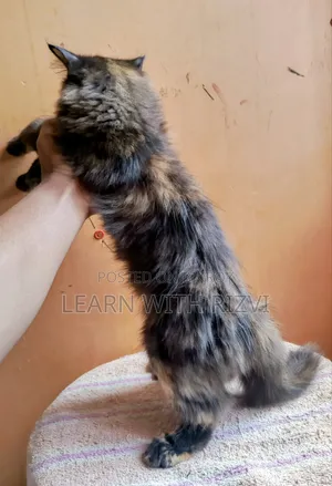 3-6 Months Female Purebred Persian