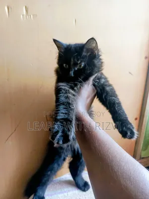 3-6 Months Female Purebred Persian
