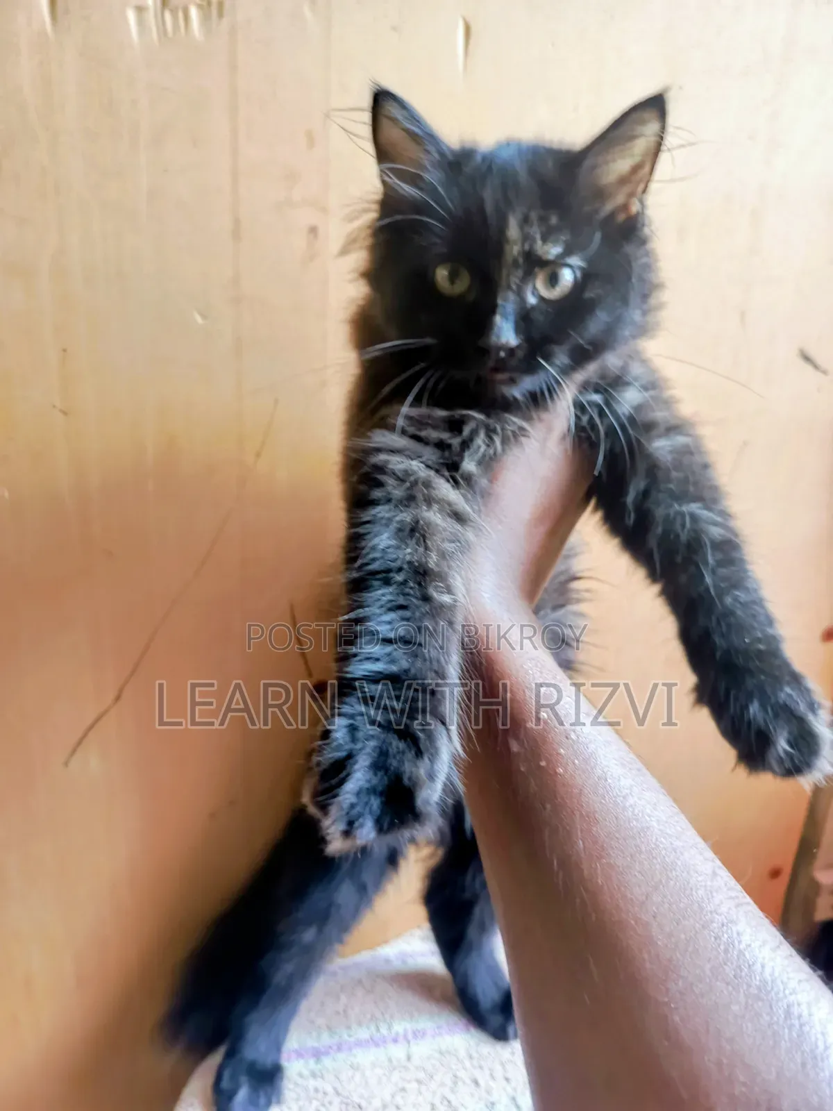 3-6 Months Female Purebred Persian