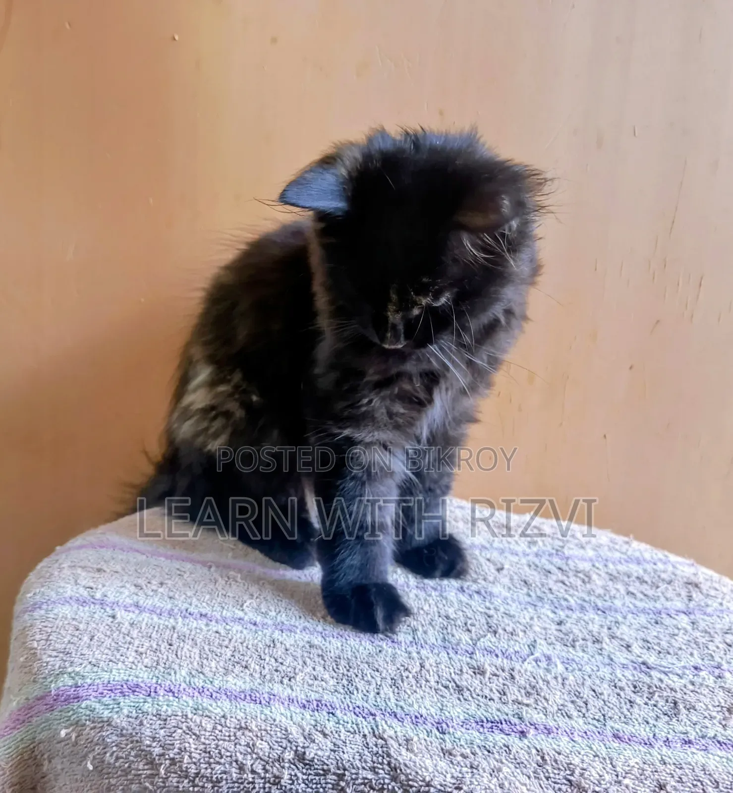 3-6 Months Female Purebred Persian