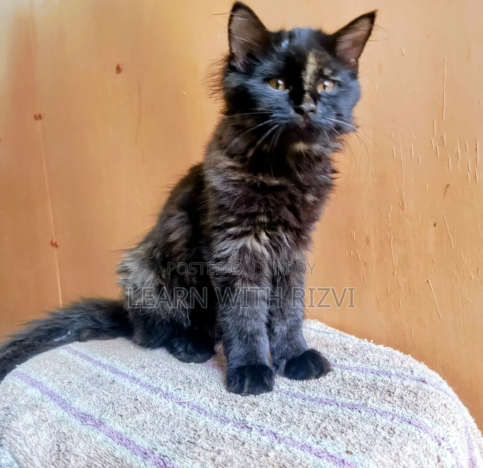 3-6 Months Female Purebred Persian