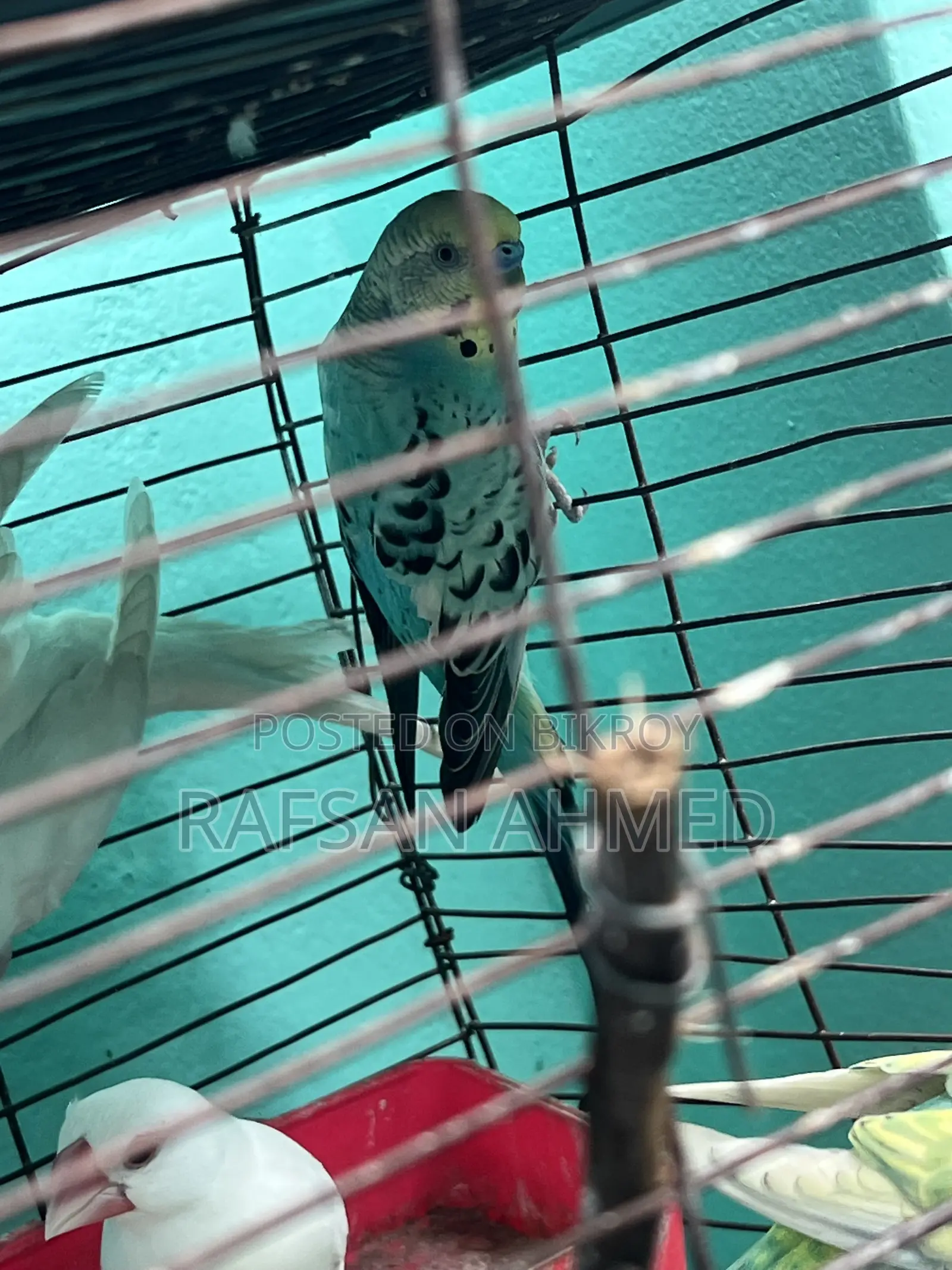 Lutino, Classic, Albino Budgerigar Birds