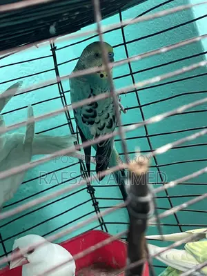 Lutino, Classic, Albino Budgerigar Birds