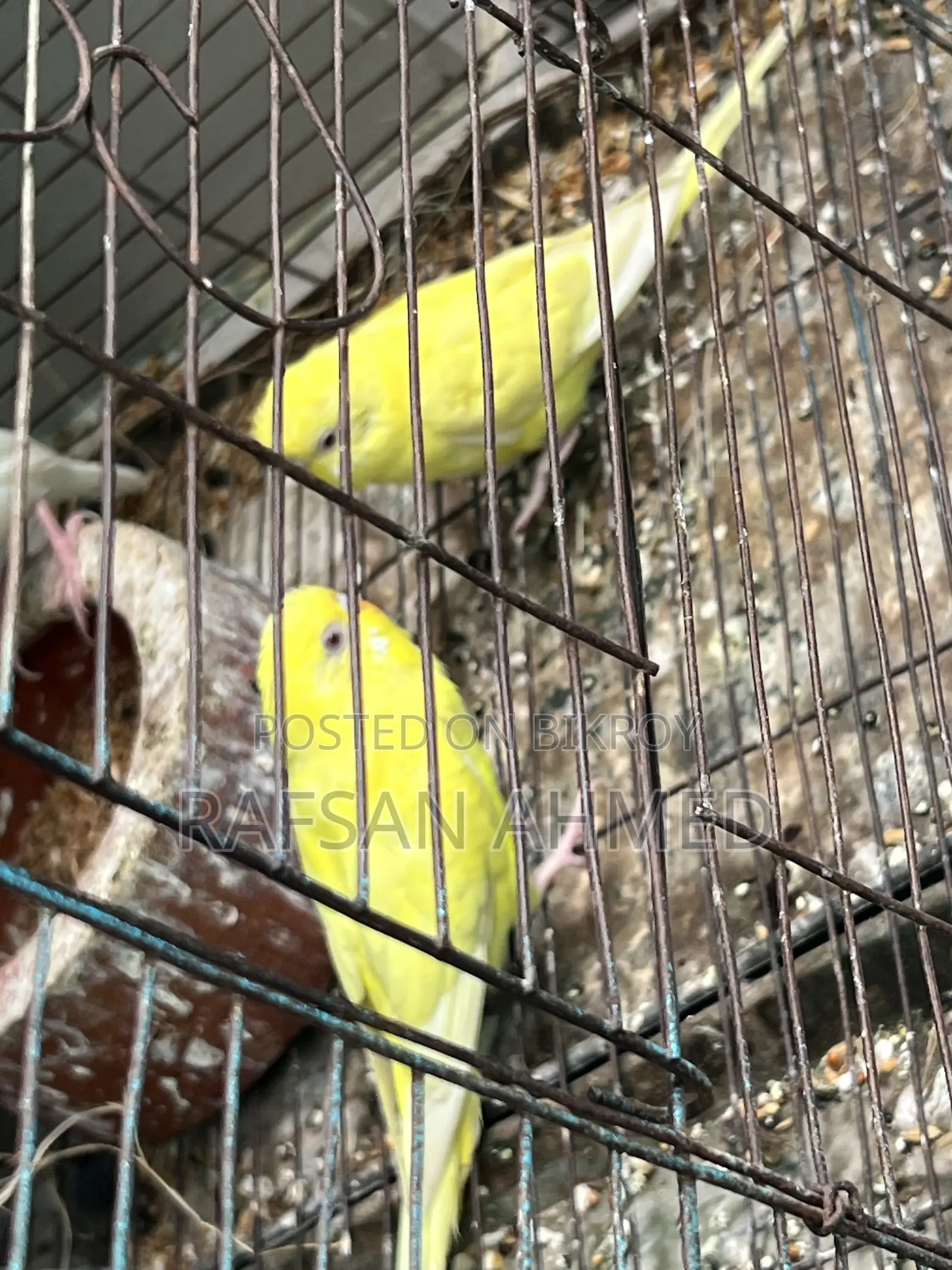 Lutino, Classic, Albino Budgerigar Birds