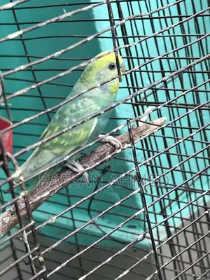 Lutino, Classic, Albino Budgerigar Birds