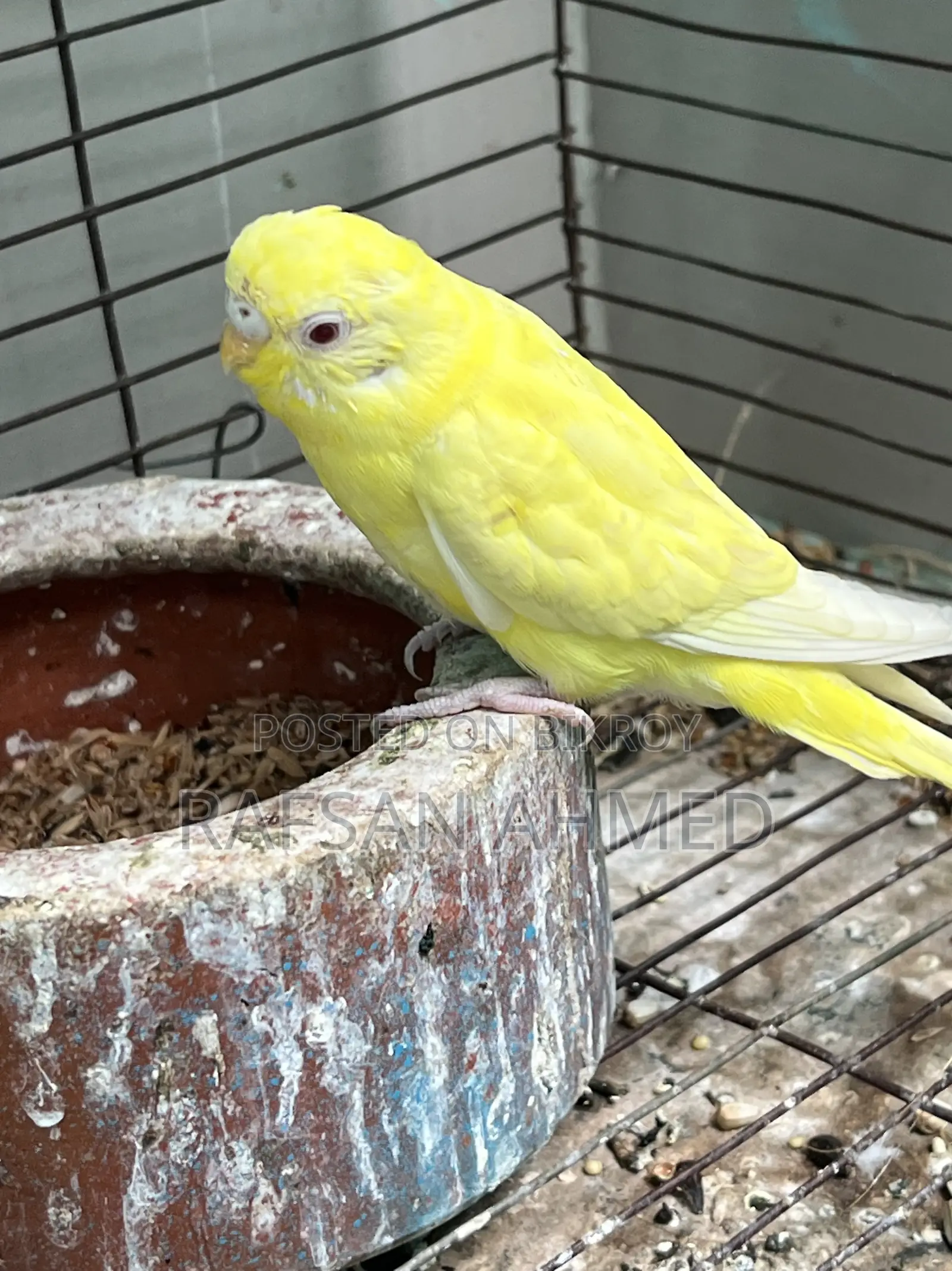 Lutino, Classic, Albino Budgerigar Birds