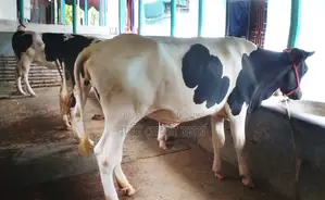 ১২৪১ নং উন্নত জাতের ৩টি বকনা বিক্রয় হবে ।