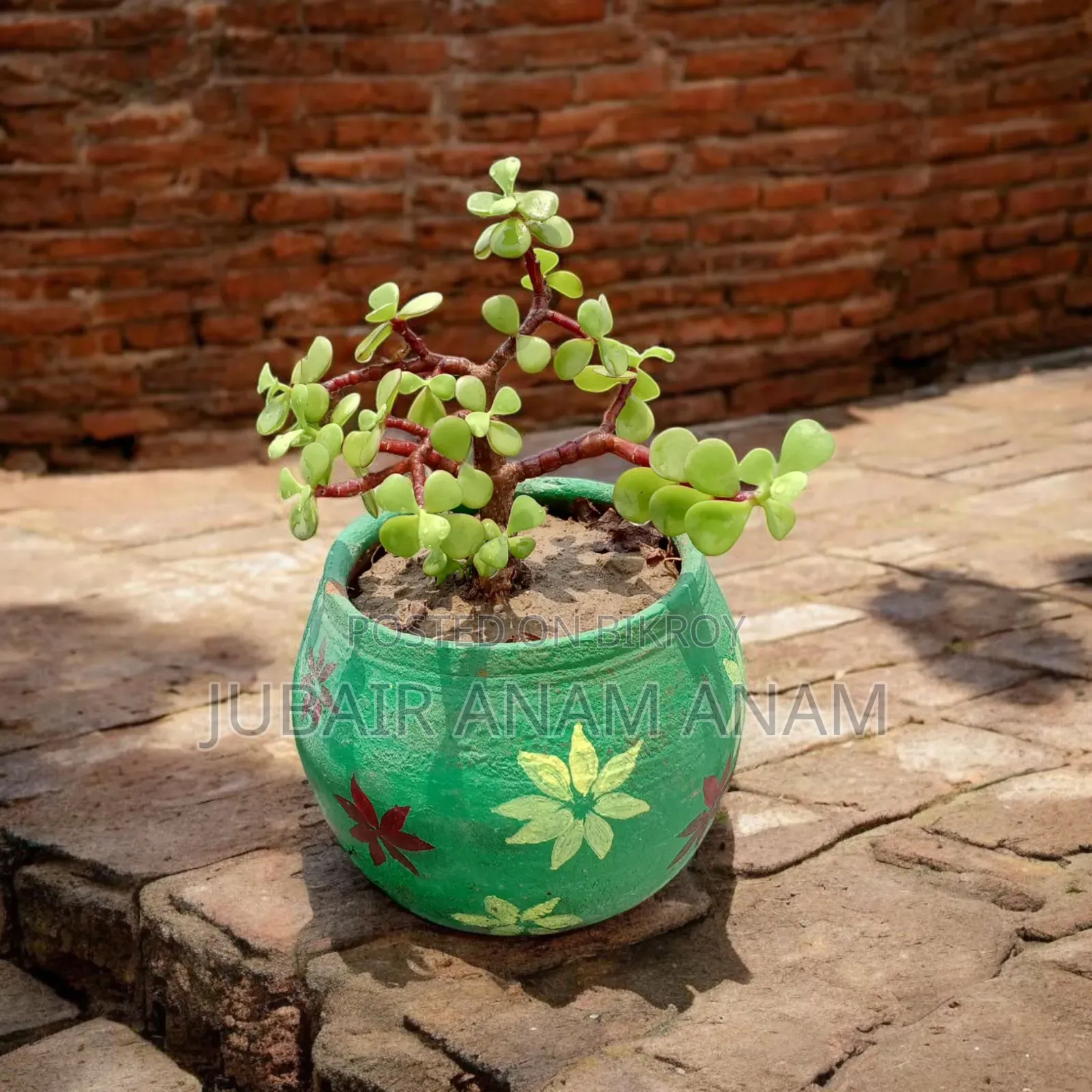 Ready Indoor Plants
