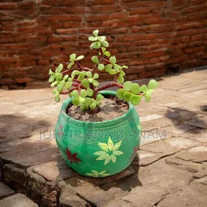 রেডি ইনডোর প্ল্যান্ট