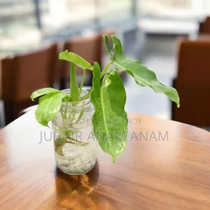 Ready Indoor Plants