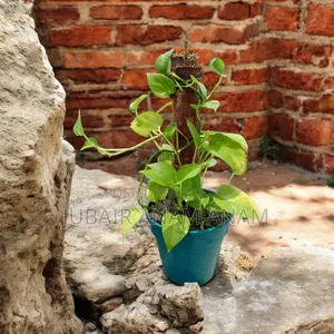 Ready Indoor Plants