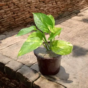 Ready Indoor Plants