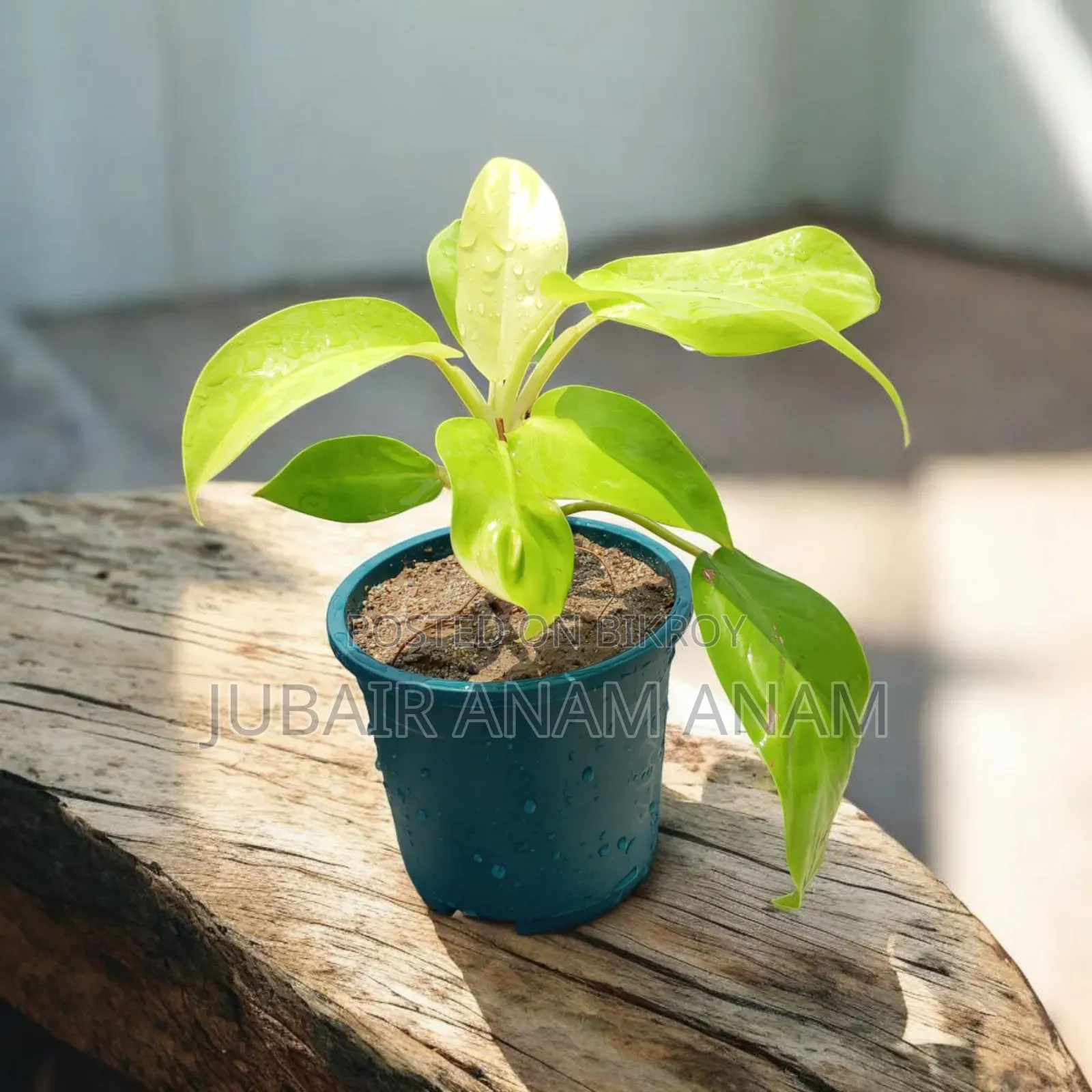 Ready Indoor Plants