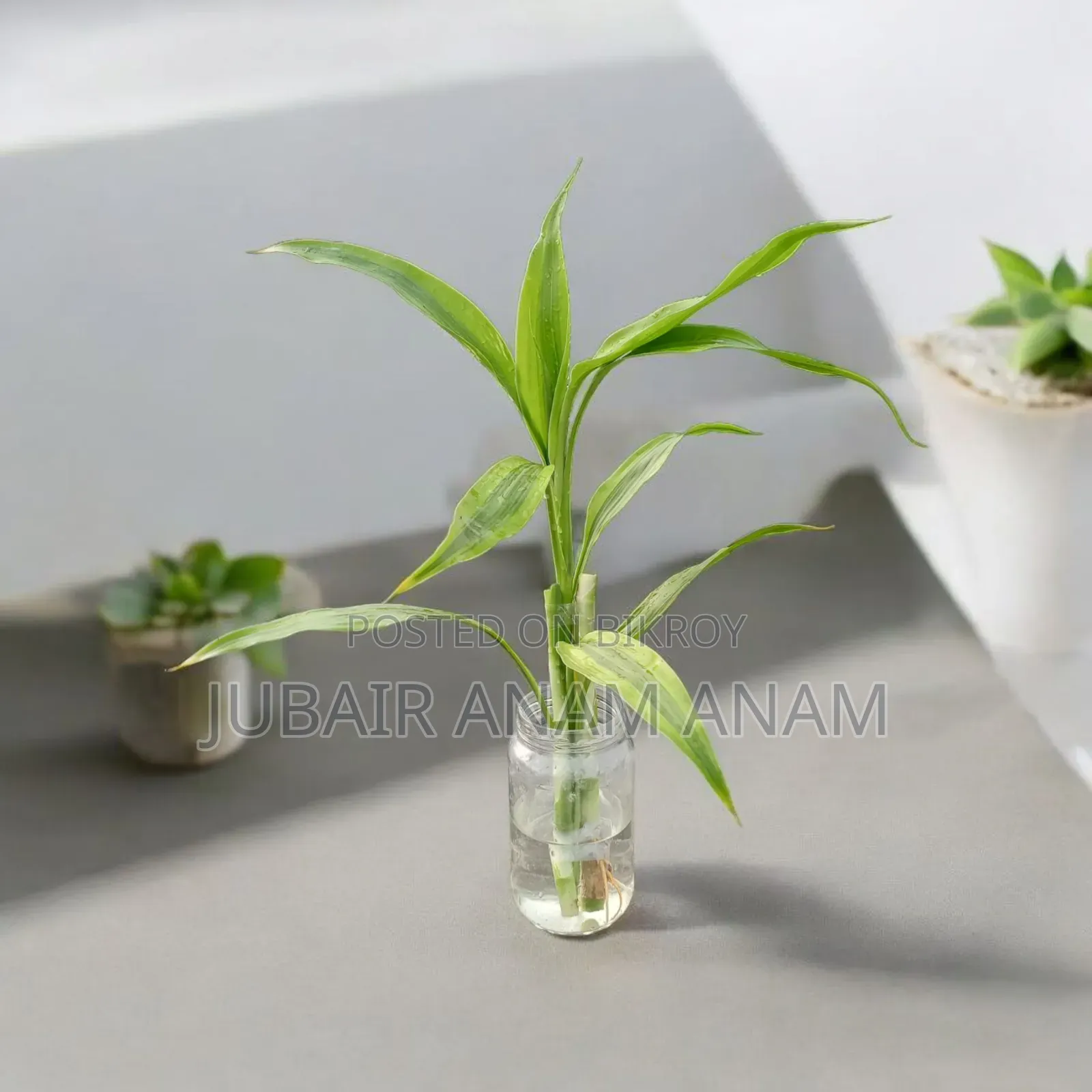 Ready Indoor Plants