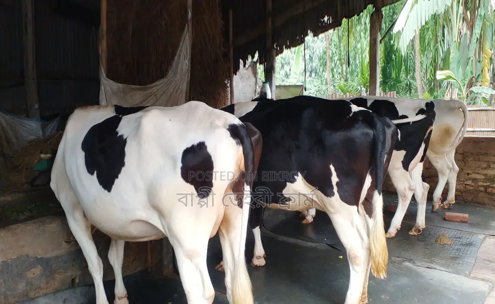 ১২৪২ বাছাইকৃত ৪টি গাভী গরু বিক্রয় হবে ।