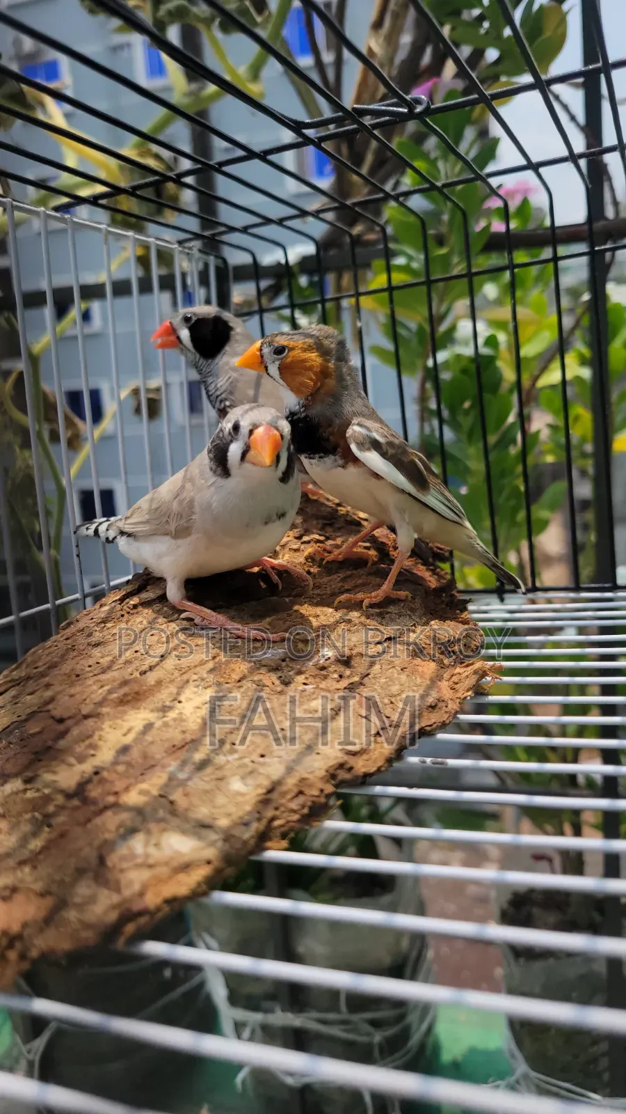 Finch birds
