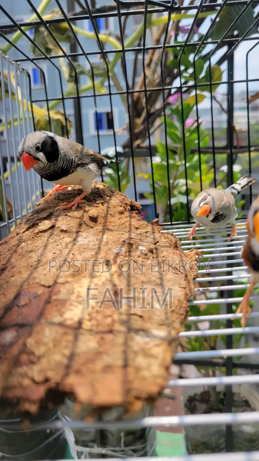 Finch birds