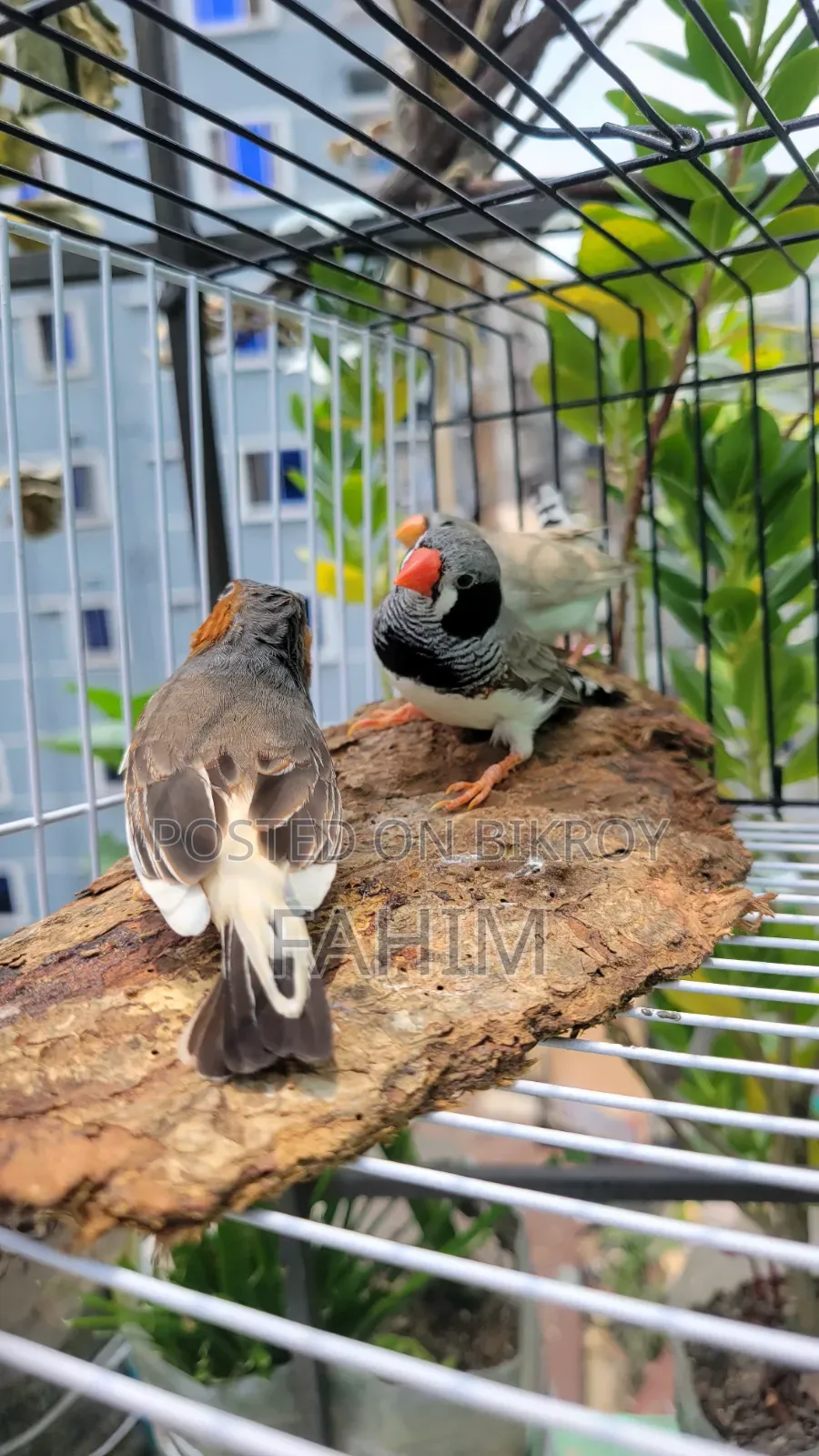 Finch birds