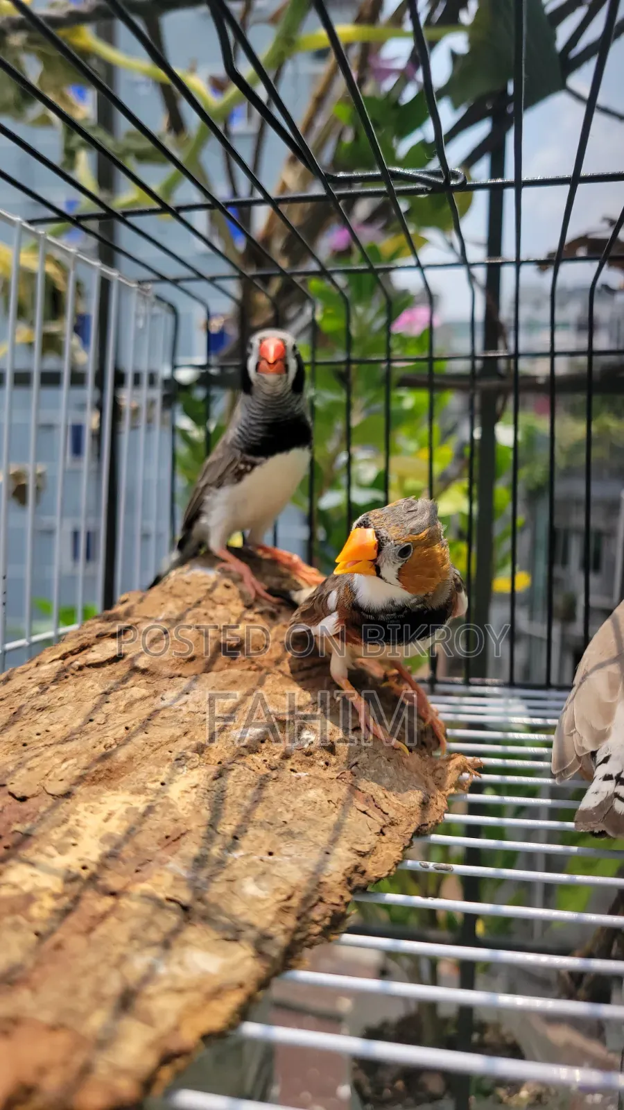 Finch birds
