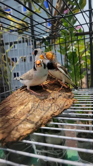 Finch birds
