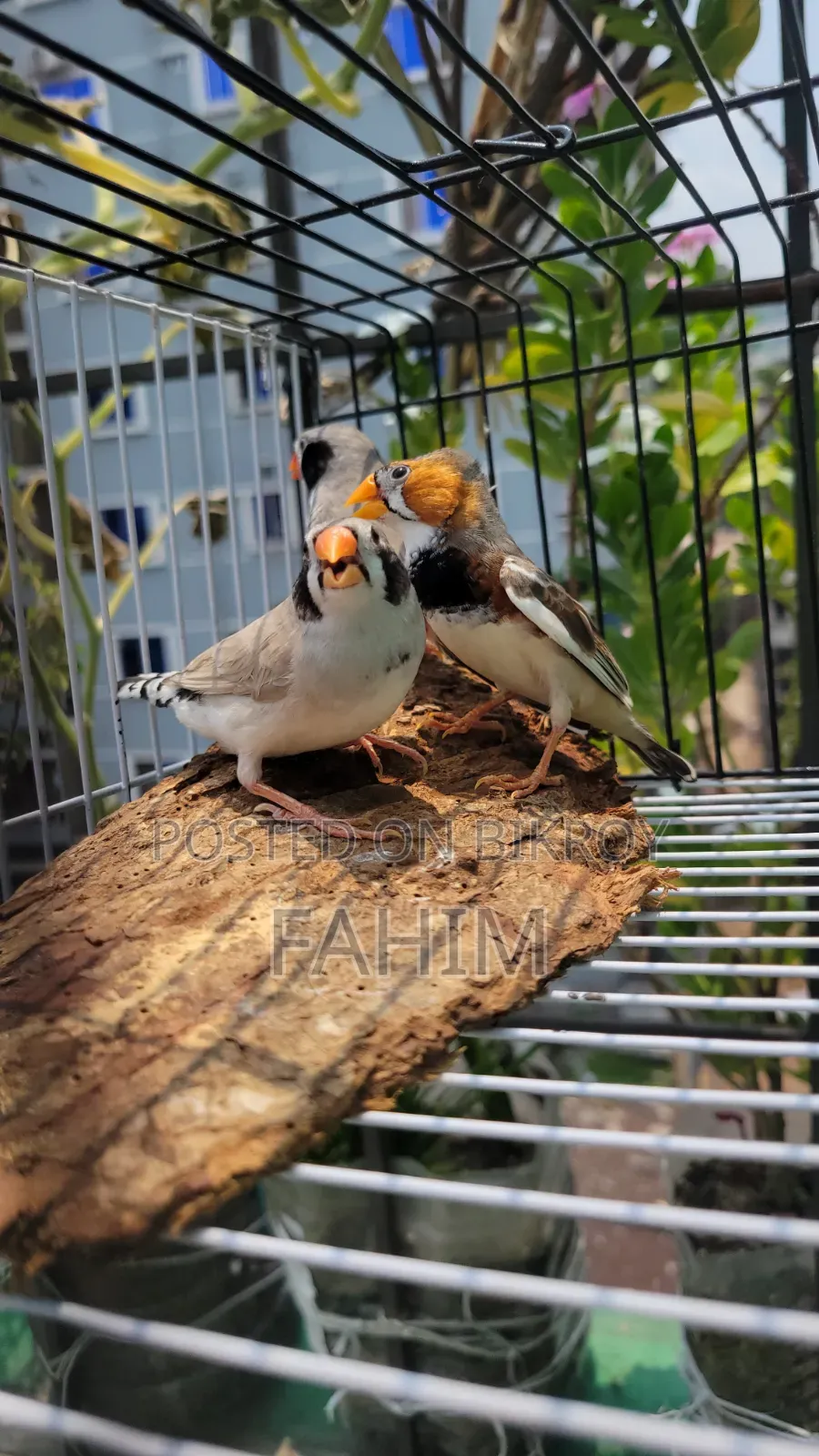 Finch birds