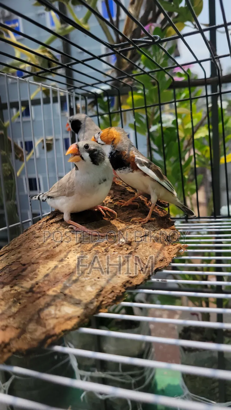 Finch birds