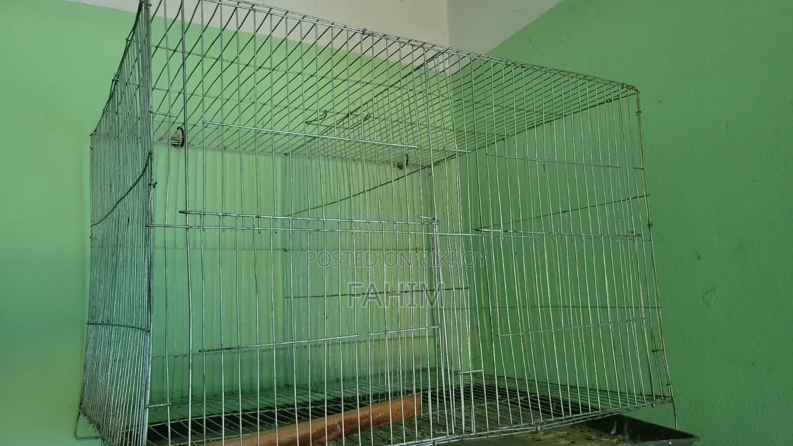 Finch birds