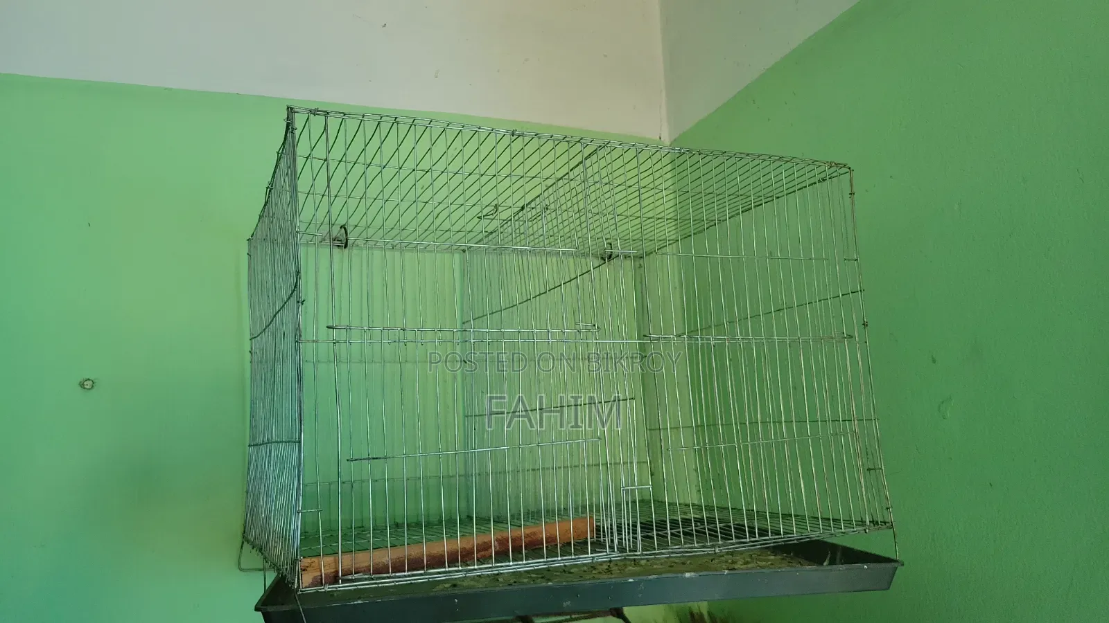Finch birds