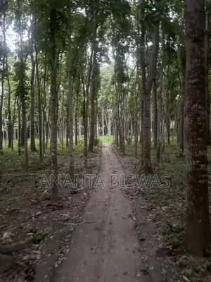 Big Land Area for Sale in Magura