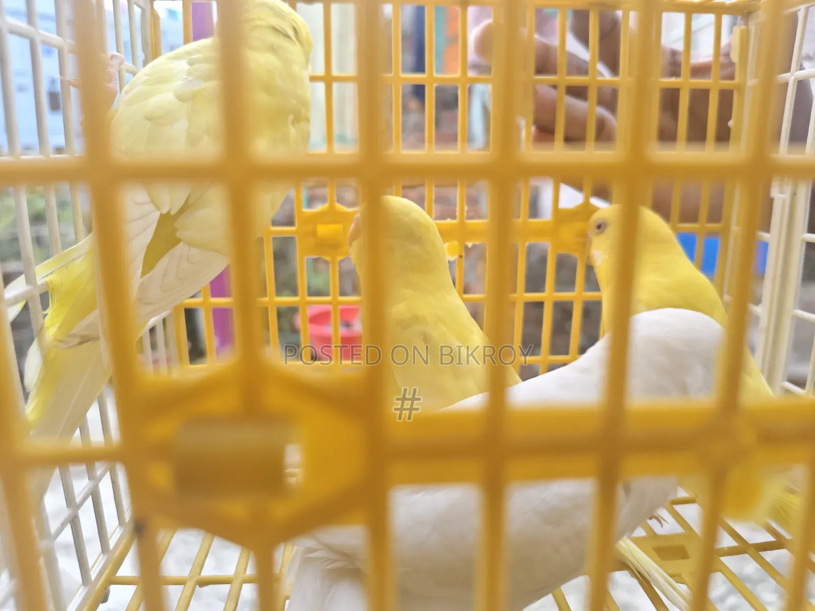 Lutino Budgie