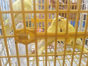 Lutino Budgie