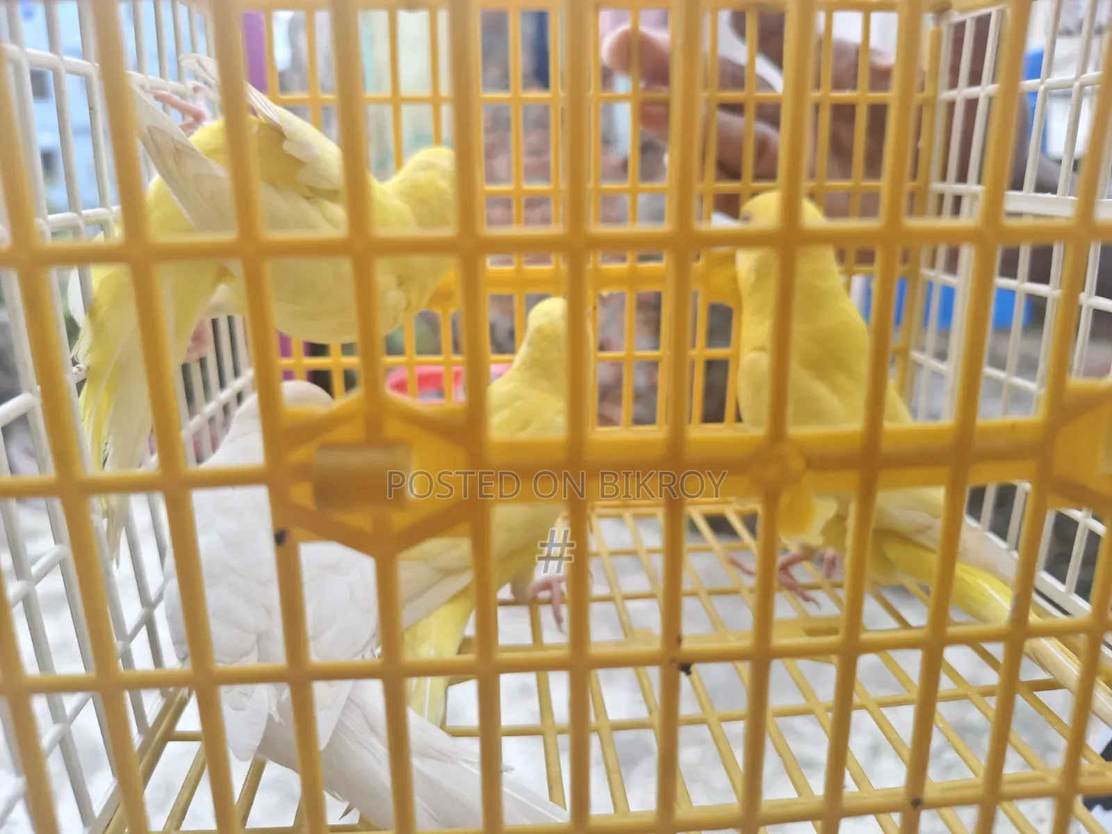 Lutino Budgie