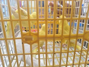 Lutino Budgie