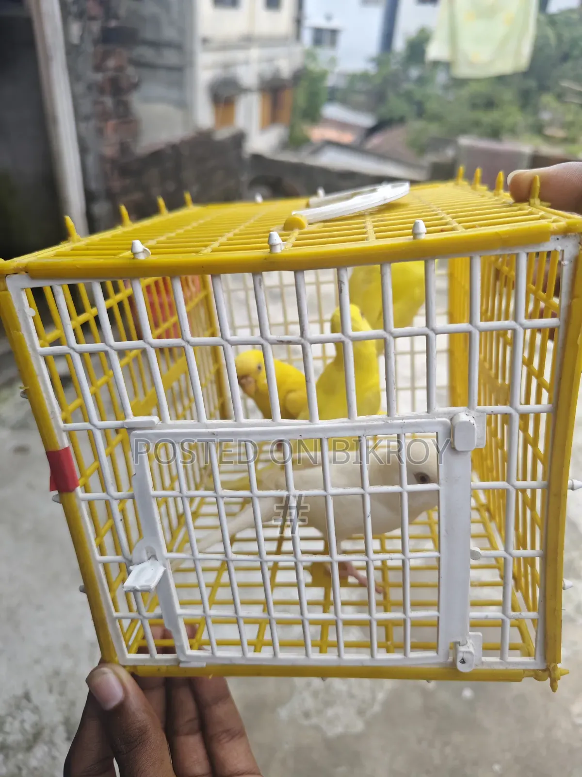 Lutino Budgie