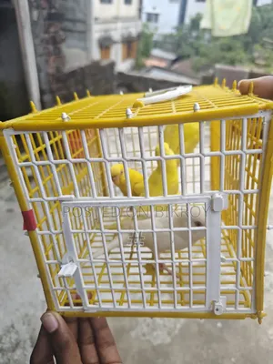 Lutino Budgie