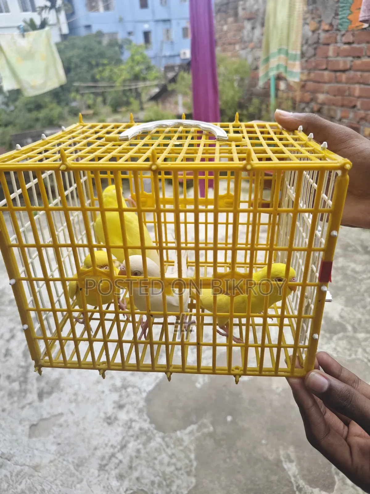 Lutino Budgie