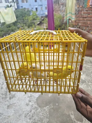 Lutino Budgie