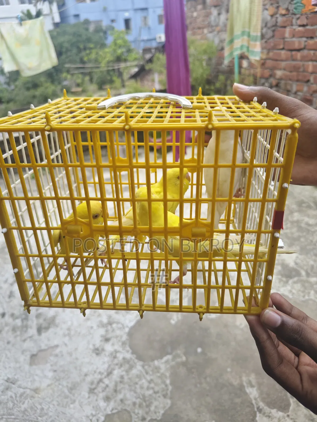 Lutino Budgie
