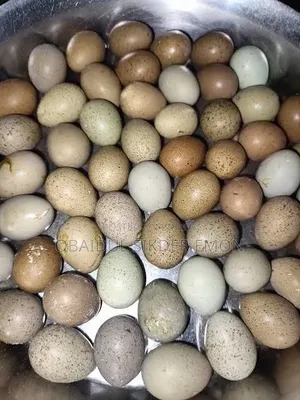Inbox me if anyone needs King Quail fertile eggs