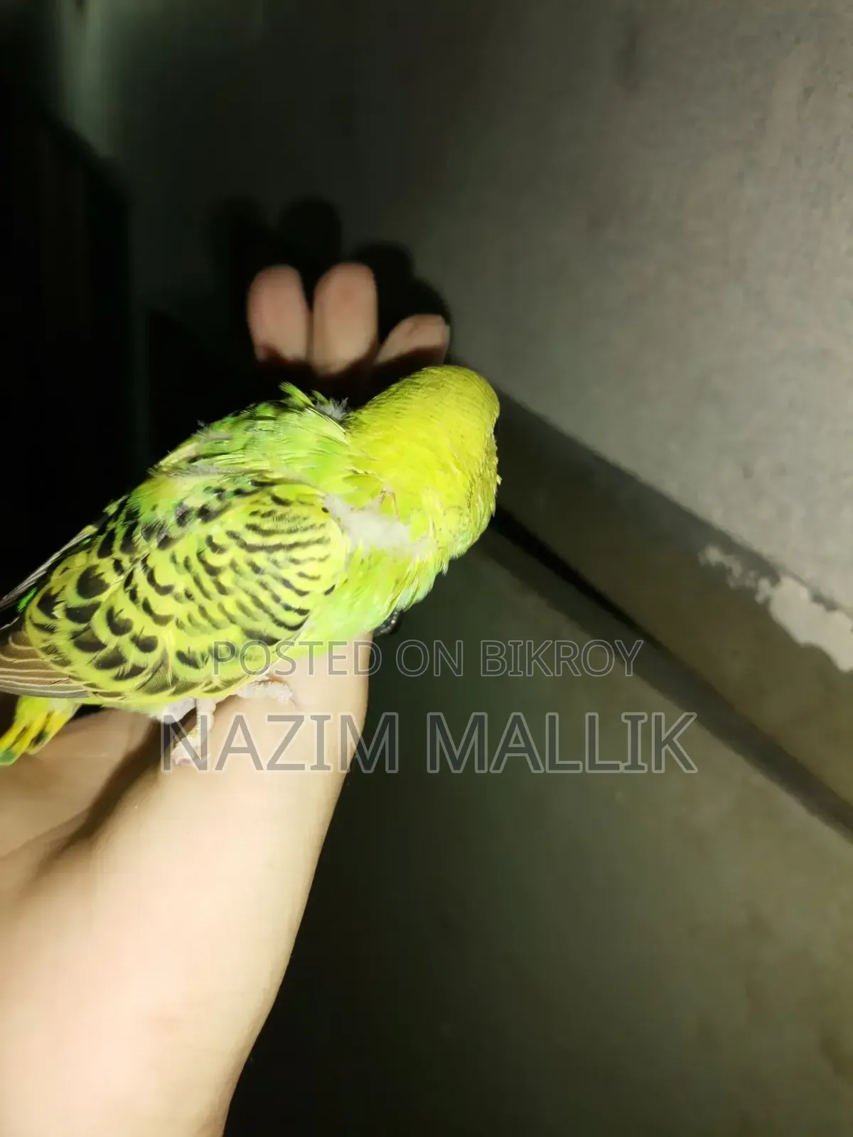 Budgerigar Bird