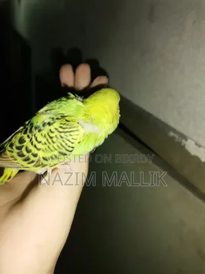 Budgerigar Bird
