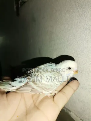 Budgerigar Bird