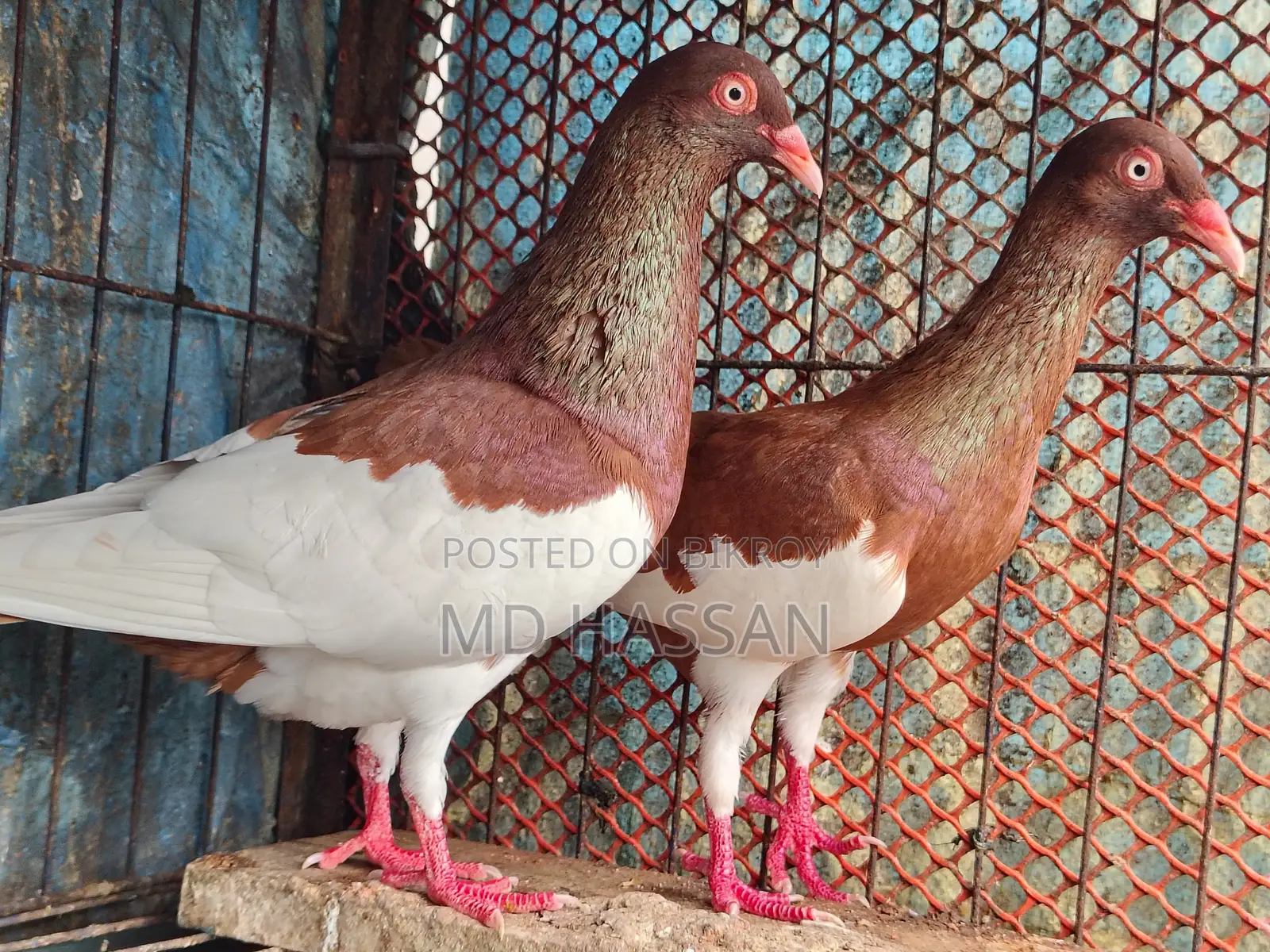 Red Magpie Pigeon Pair