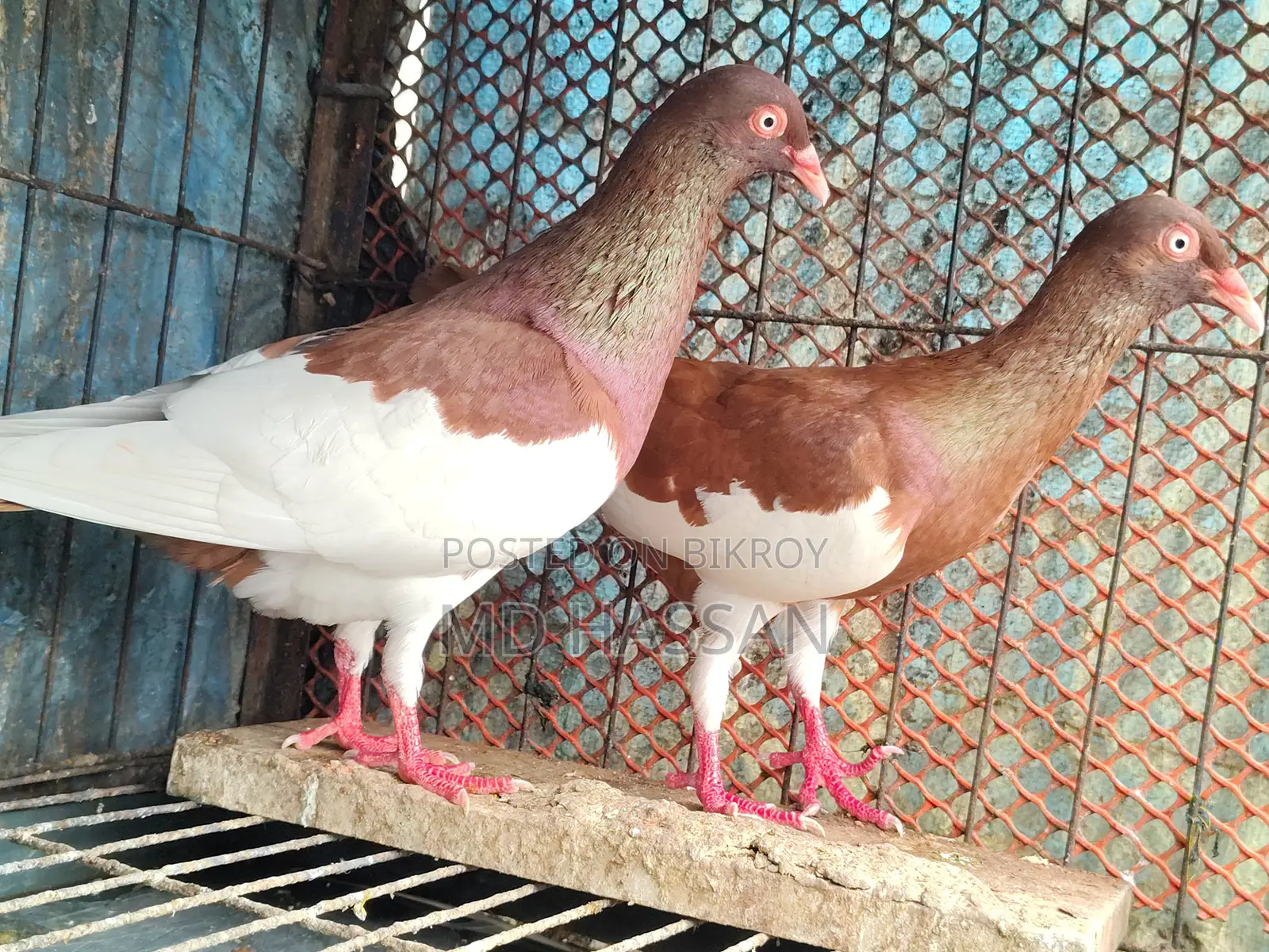 Red Magpie Pigeon Pair