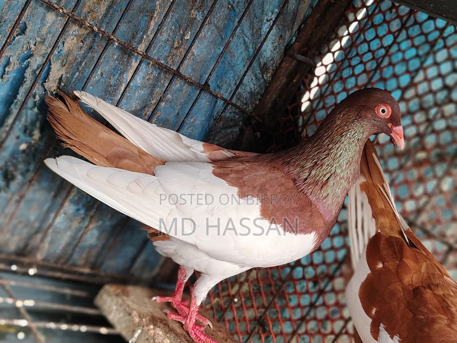 Red Magpie Pigeon Pair
