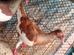 Red Magpie Pigeon Pair