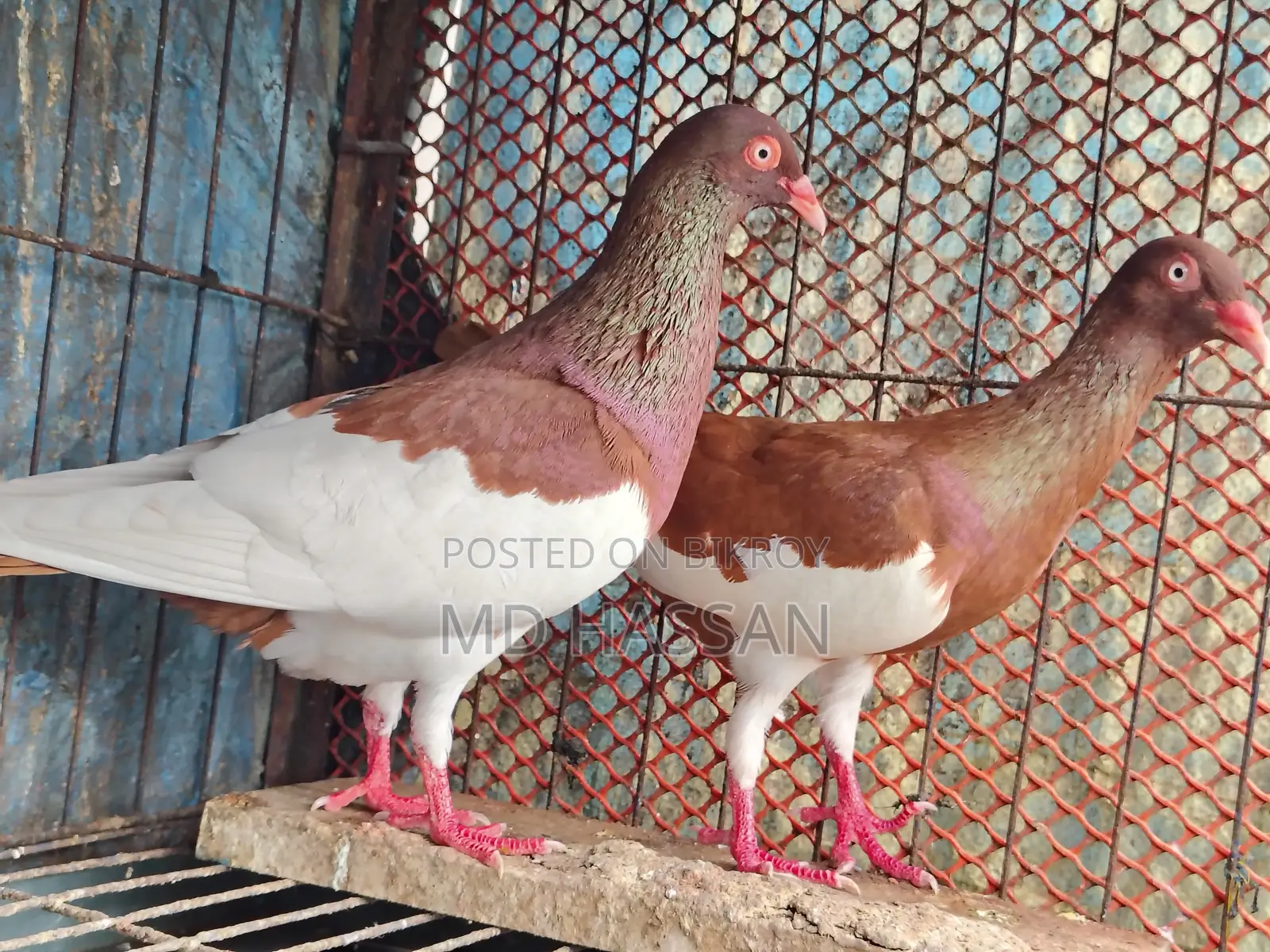 Red Magpie Pigeon Pair
