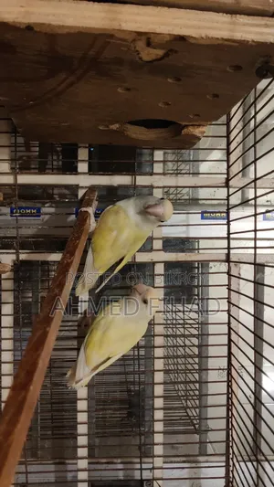 Love Bird Adult Pair